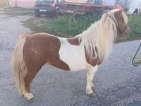 Merrie, Paarden — foto 1