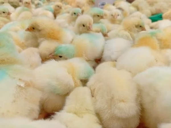 Chickens