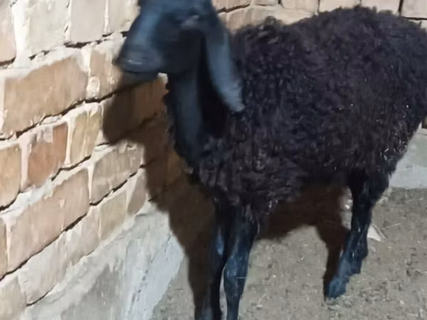 Sheep, Sheep — Uzbekistan