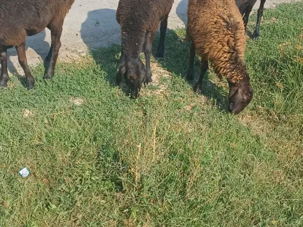 Sheep, Sheep — Uzbekistan