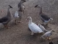 Geese — foto 1