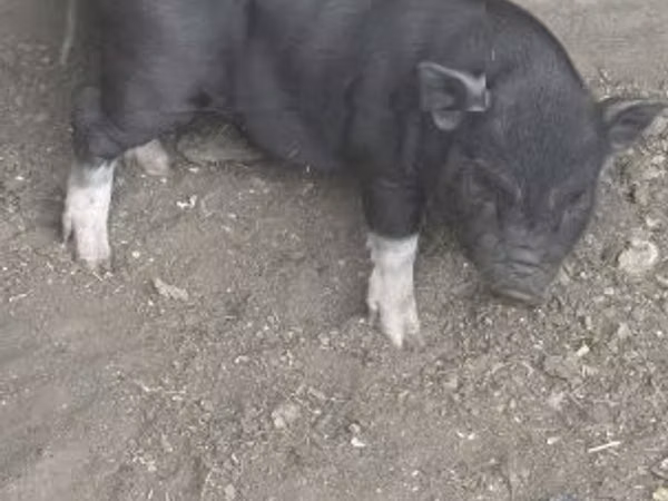 Sow, Pigs — Hungary