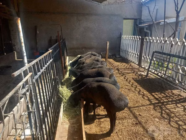 Ram, Sheep — Uzbekistan