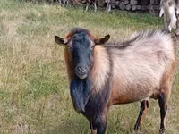 Billy Goat, Alpine goat — photo 2