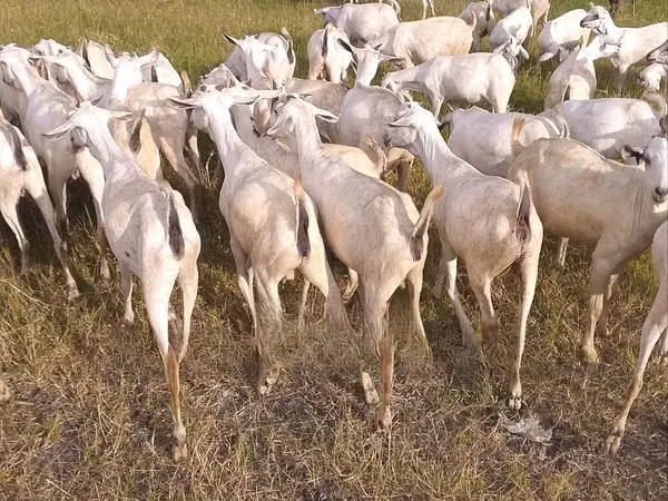 ፍየሎች (ቡድን፣ ጾታ አልተጠቀሰም), Boer goat