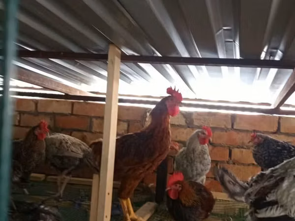 Chickens — Kyrgyzstan