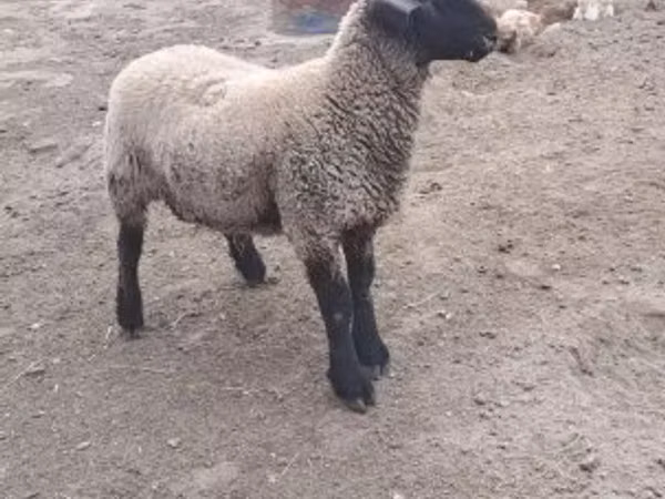 Ram, White Suffolk sheep — Hungary