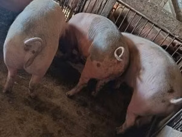 Pigs (batch, sex not specified), Pigs — Hungary