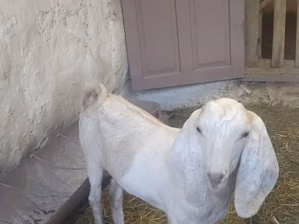 Козел, Beetal goats