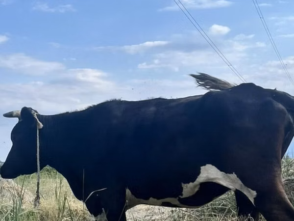 Vache, Russian Black pied cattle — Azerbaïdjan
