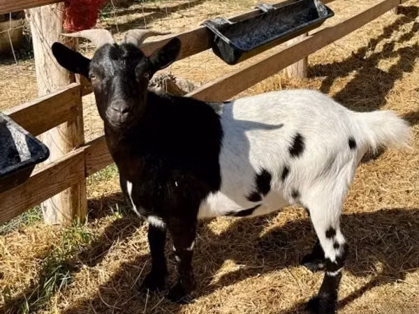 Ziegenbock, Dutch Landrace goats