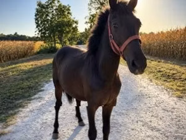 Horse (M), Horses — Hungary