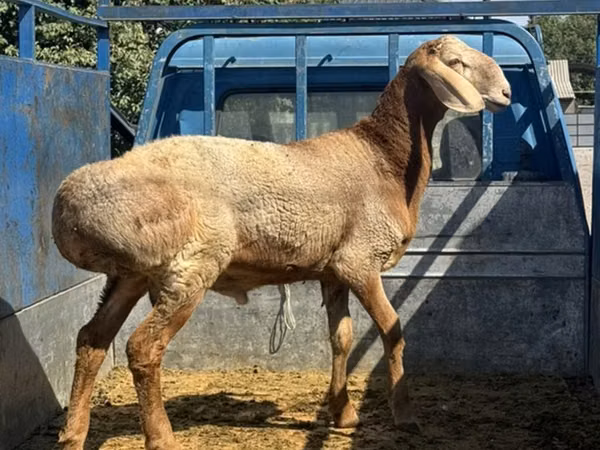 Ram, Hissar sheep — Kyrgyzstan