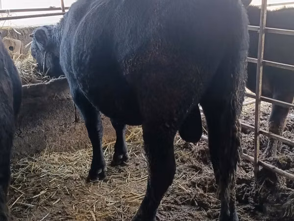 Bull, Aberdeen-Angus
