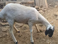 میش, گوسفند — عکس 2