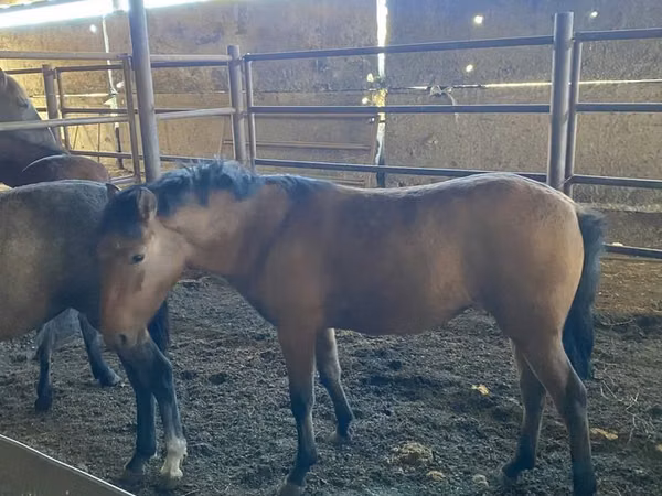 Mare, Horses — Kazakhstan