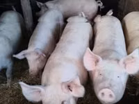Scrofa — foto 4