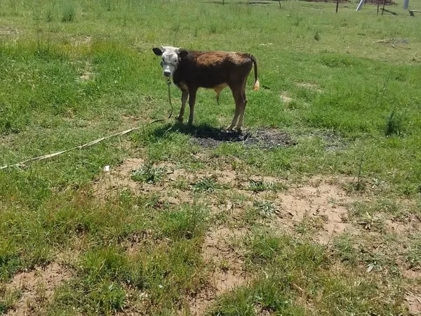 Bull, Hereford — Kazakhstan