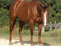 Mare, Quarter Horse — photo 4