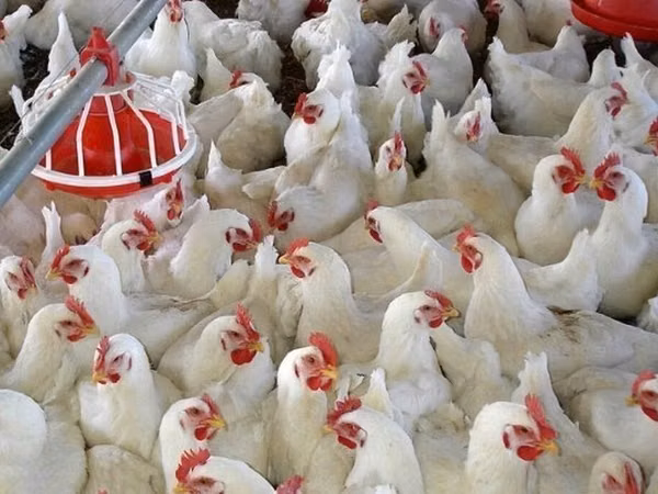 Chickens — قرقیزستان