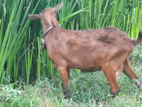 Geder (parti, køn ikke angivet), Murcia-Granada goats — foto 1