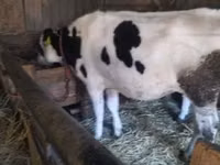 Cow, Holstein breed — photo 6
