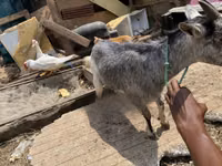 Goat, West African dwarf goats — photo 1
