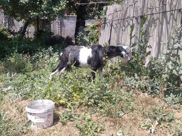 ወንድ ፍየል, Saanen goat — ኪርጊስታን