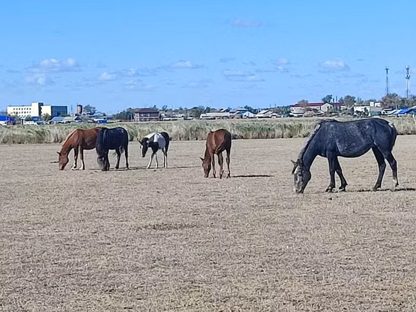 Mare, Horse breed — Kazakhstan