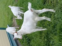 Capra, Capre — foto 1