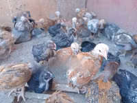 Chickens — foto 7