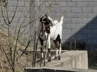Cabra, Cabras — foto 1