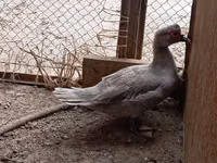 Ducks — عکس 4