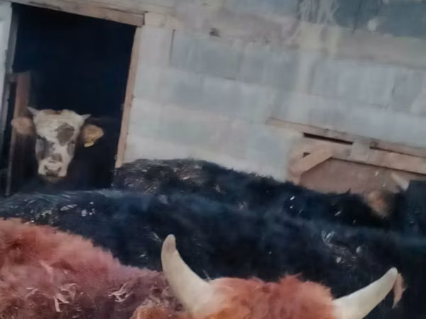 Bull, Swiss cattle — Kazakhstan