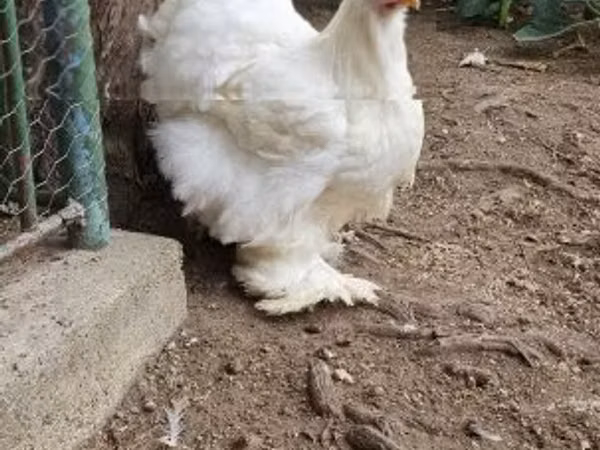 کوچین