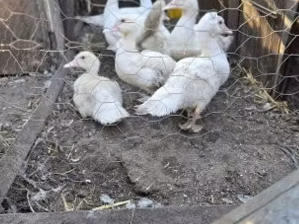 Ducks — مجارستان