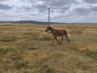 घोड़ा, घोड़े — फ़ोटो 2