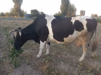 Krava, Russian Black pied cattle — foto 2