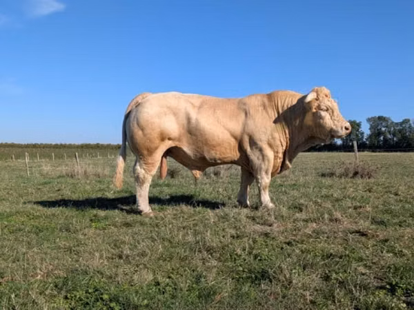 Bull, Charolais cattle