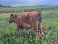 母牛, Cattle — 照片 7