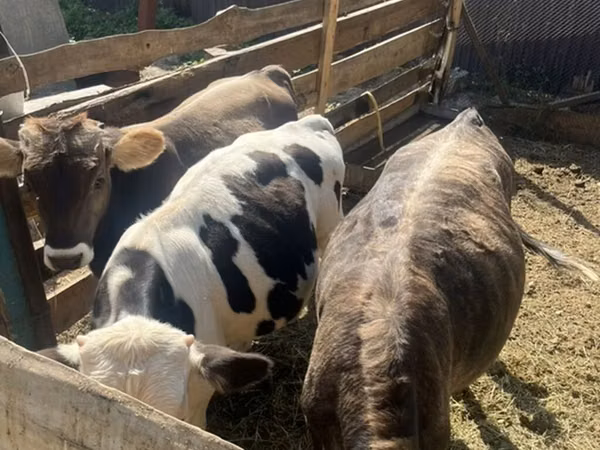 Bull, Russian Black pied cattle — Kyrgyzstan