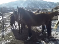 Horse (M), Kazakh horse — photo 4