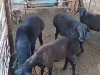 Dibi, Russian Black pied cattle — sawirka 2