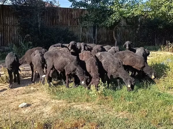 Ram, Sheep — Kazakhstan