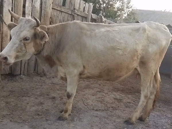 Vache, Latvian Blue cattle — Kazakhstan