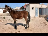 घोड़ी, Kazakh horse — फ़ोटो 3