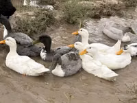 Ducks — sawirka 6