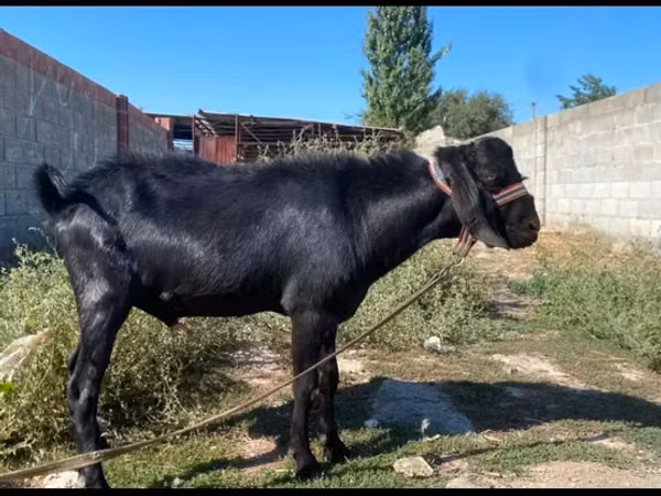 Billy Goat, Nubian Goat — Kyrgyzstan