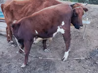 Vacă, Bovine — foto 2