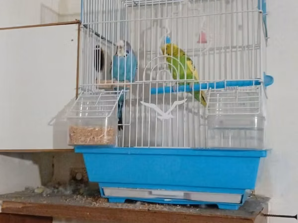 2 eded papugay satılır dişi erkek yuvası yem qabı su qabı yemi üstünde